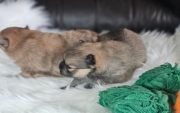 Pomeranian dogs for sale: 4 beautifull pomeranian puppies  - Advert 17