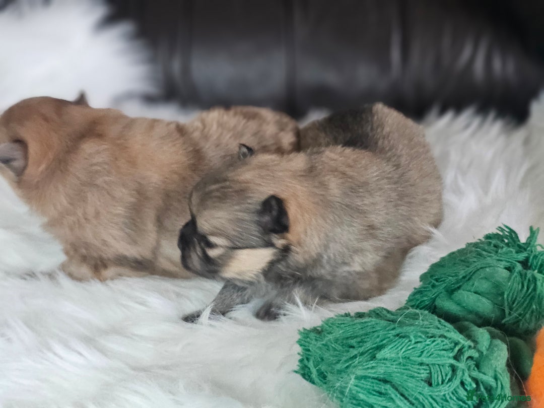 Pomeranian dogs for sale: 4 beautifull pomeranian puppies  - Advert 17