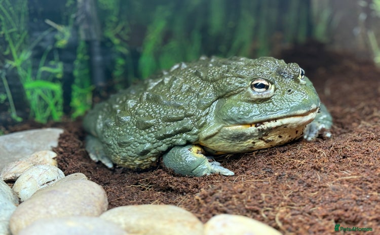 Frog reptiles - Advert 1