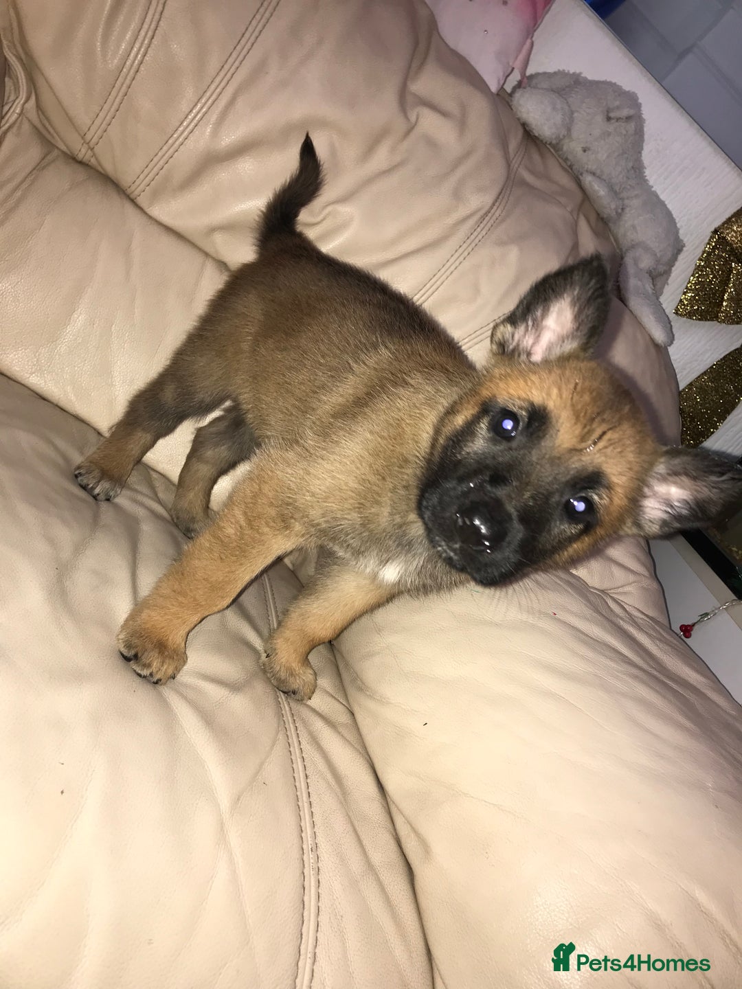 Belgian Shepherd Dog dogs for sale: Belgian Malinois puppy’s  - Image 16