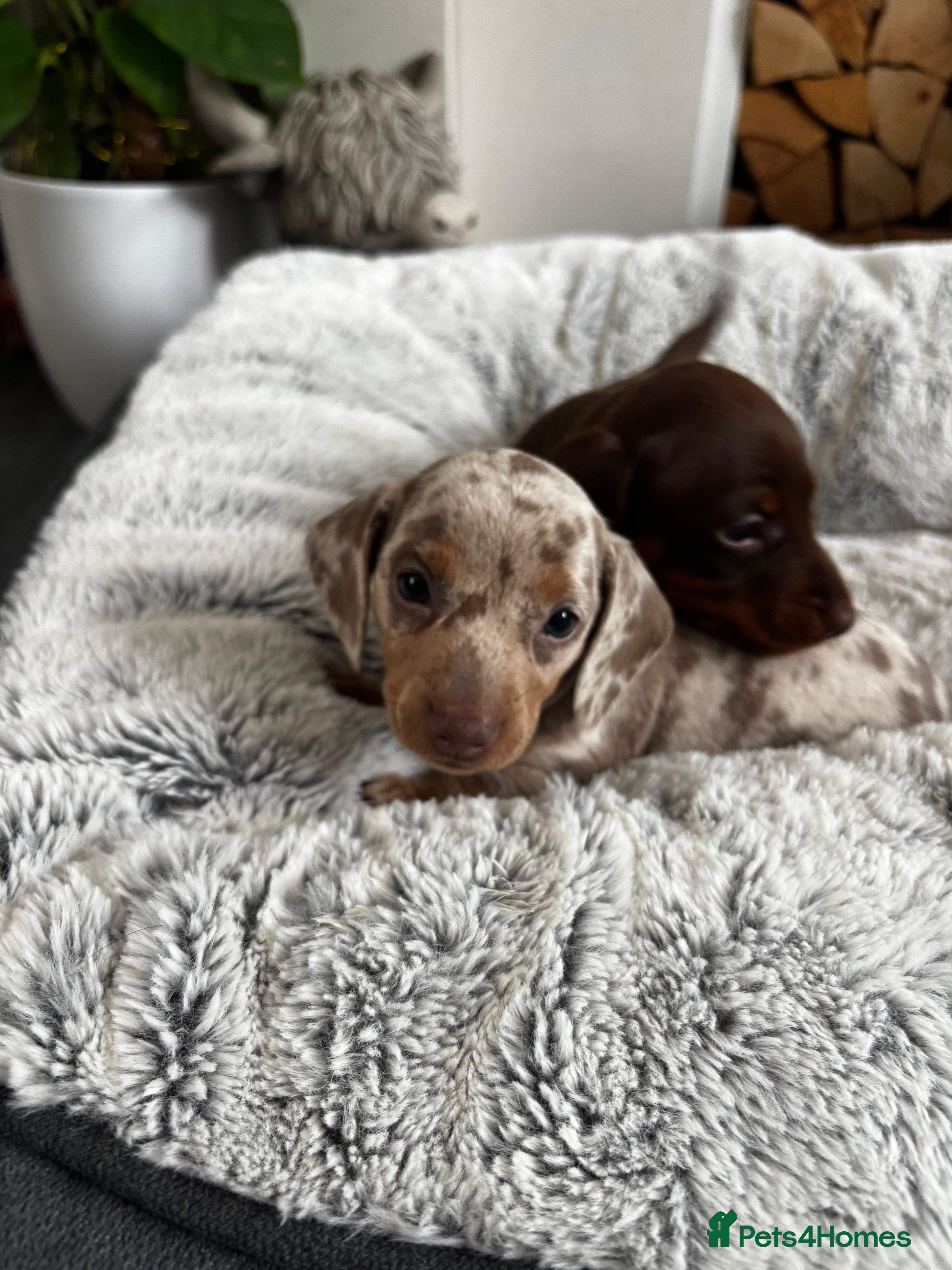 Miniature Dachshund dogs Stunning miniature dachshund puppies 5 LEFT - Advert 2