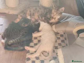 Mixed Breed cats Beautiful bengal cross kittens ready for 5* homes - Advert 8