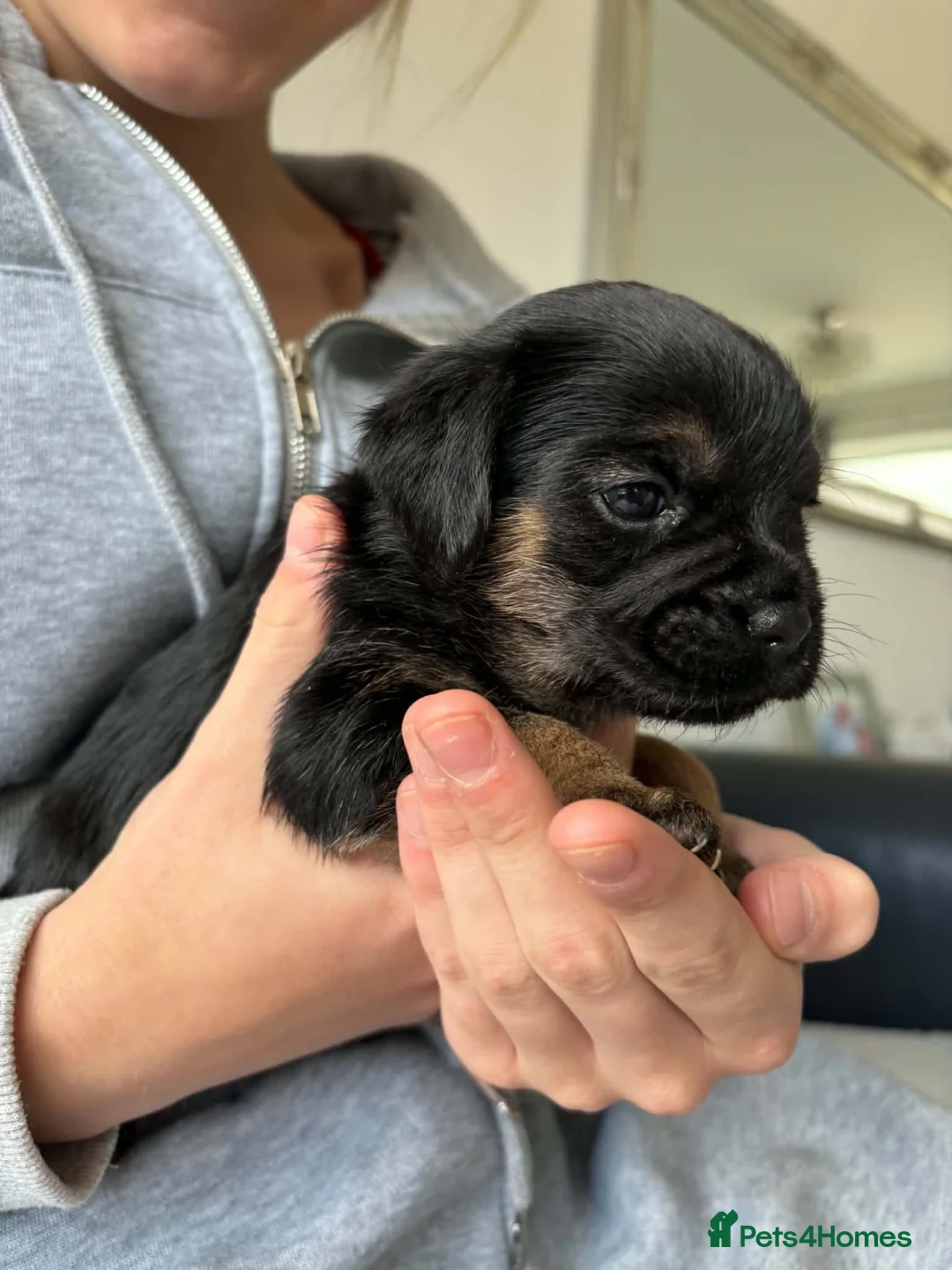 Border Terrier dogs for sale: Border terrier boy - Advert 4