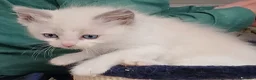 Ragdoll cats for sale: Gorgeous litter gccf registered Ragdolls - Advert 5