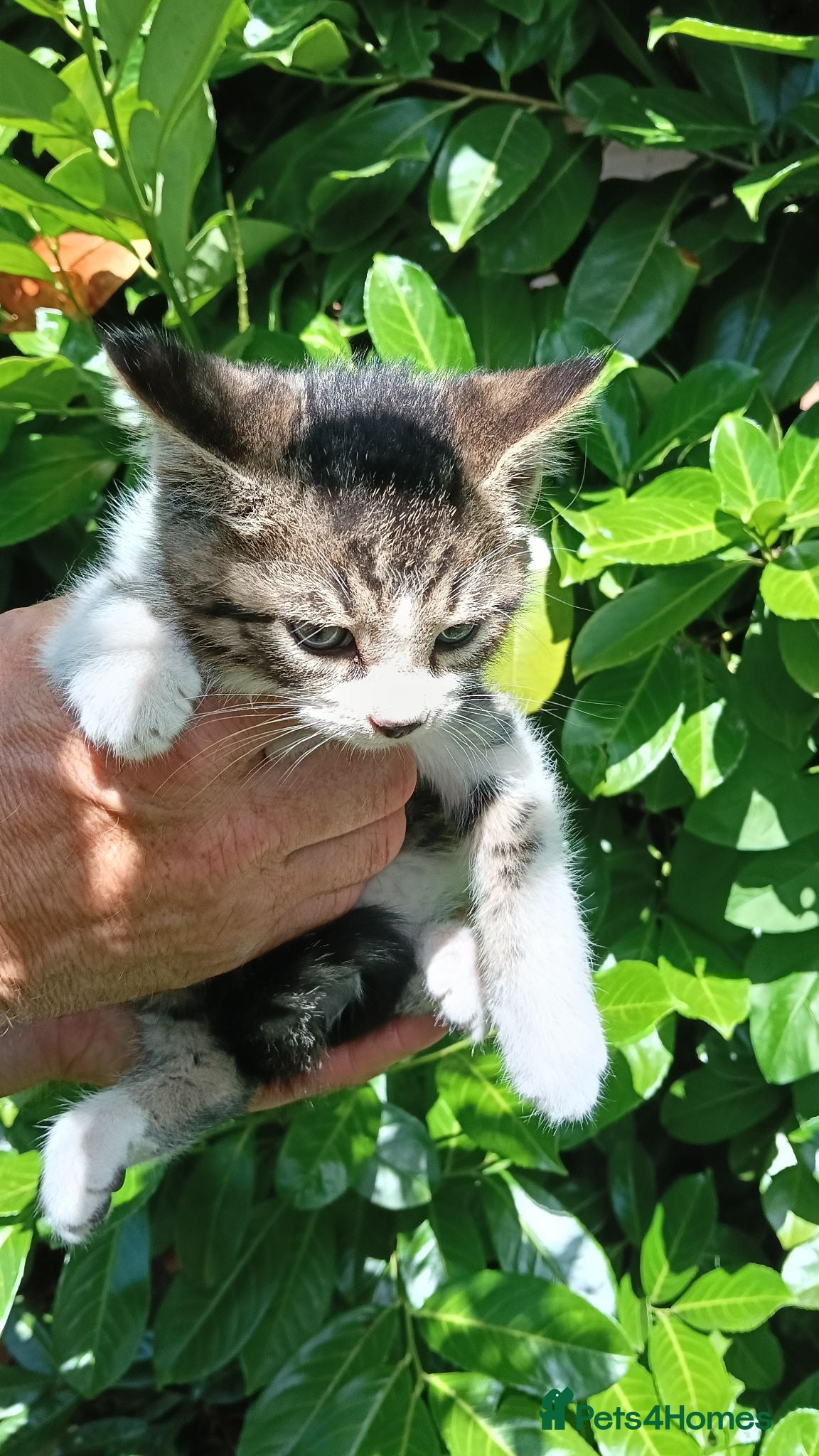 Domestic Shorthair cats Domestic shorthair ready now - Advert 1