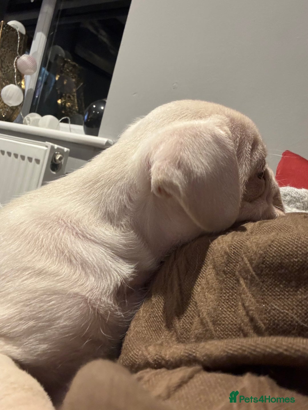 Frug dogs for sale: Frug cross Pug baby boy  - Advert 8