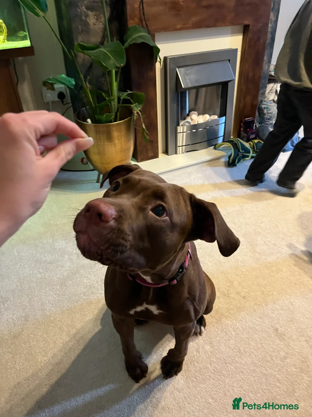 Mixed Breed dogs for sale: Loving Home Wanted for Luna 9 Month Old StaffxLab - Advert 4