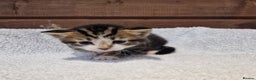 Mixed Breed cats for sale: 3 Gorgeous Kittens - Advert 19