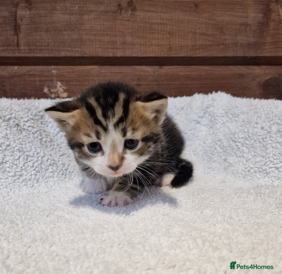 Mixed Breed cats for sale: 3 Gorgeous Kittens - Advert 19