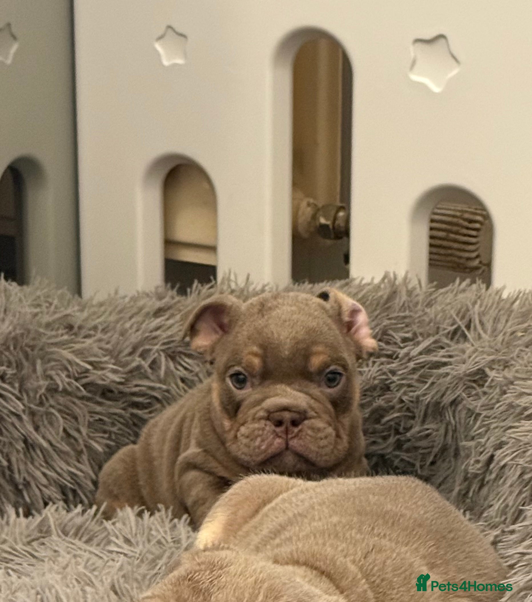 English Bulldog dogs Lilac and Tan male English bulldog puppy  - Advert 6
