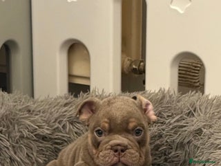English Bulldog dogs Lilac and Tan male English bulldog puppy - Advert 13