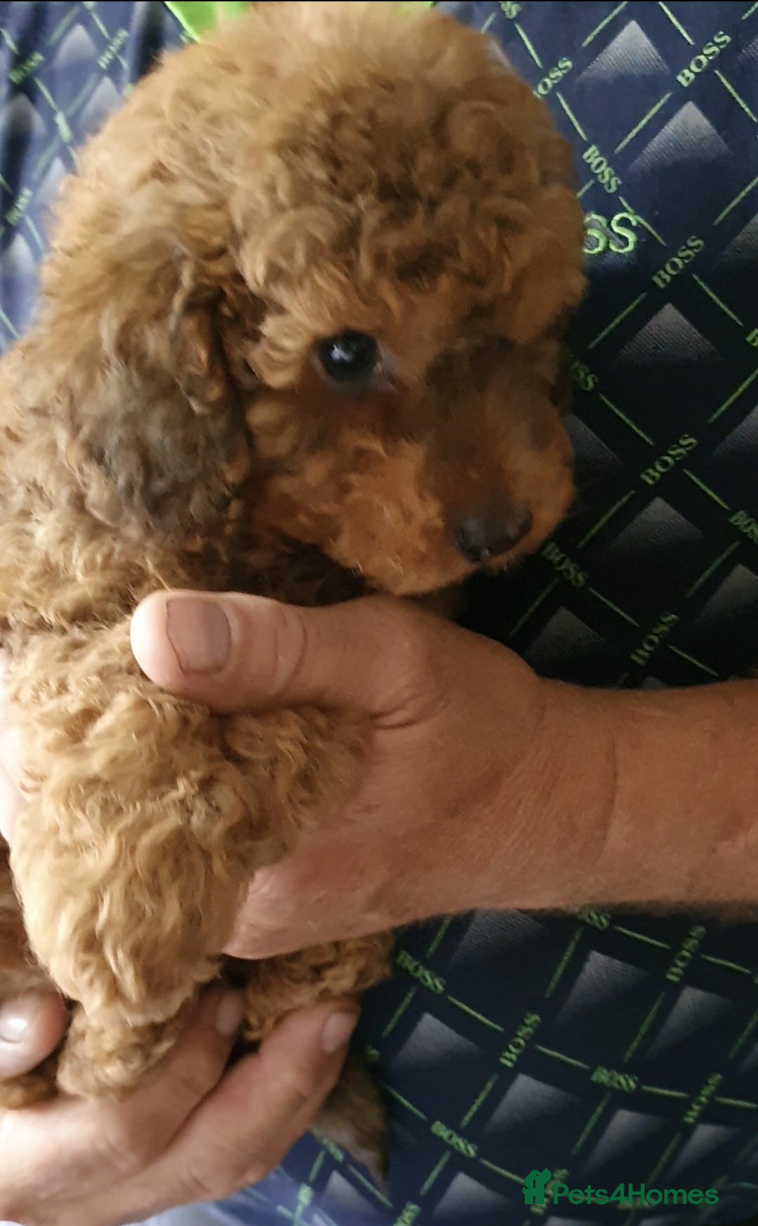 Toy Poodle dogs for sale: KC Toy Poodles, health tested, champion bloodline - Image 4