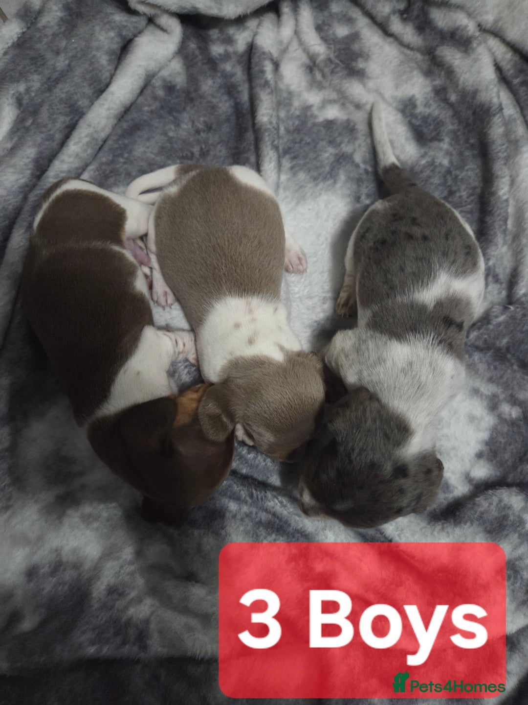 Miniature Dachshund dogs for sale: Miniature dachshund puppies KC Reg - Image 12
