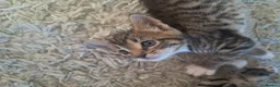 Mixed Breed cats for sale: Beautiful kittens 😸 available 27th August  - Advert 5