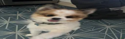 Pomeranian dogs for sale: Male Pomeranian  - Advert 3