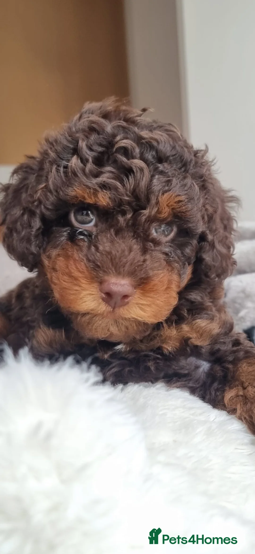 Cockapoo dogs for sale: Beautiful Merle/phantom Merle Cockapoo's Puppie's  - Advert 1