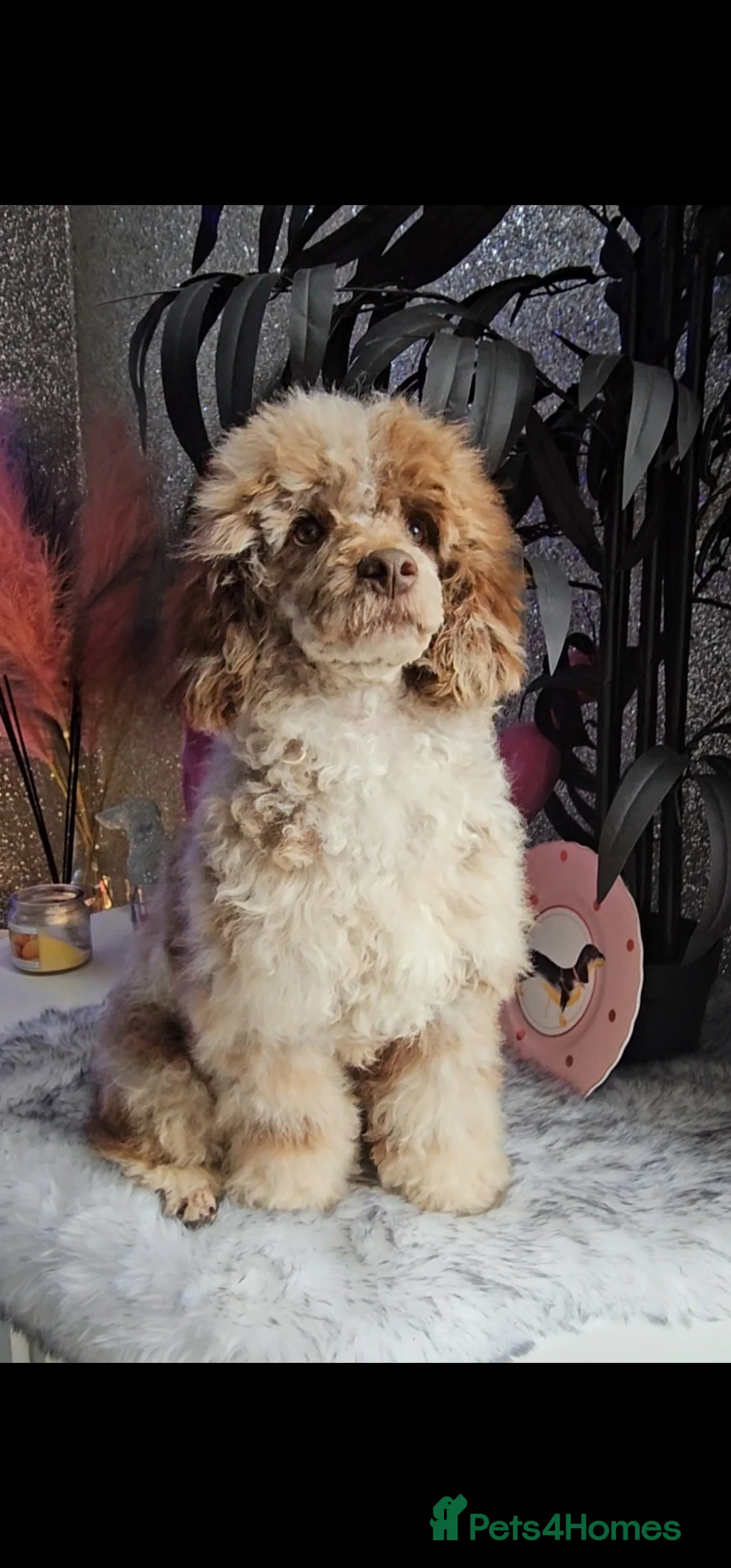 Miniature Poodle dogs for stud: Chocolate merle miniature poodle stud - Advert 6