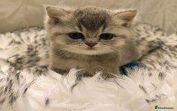 British Shorthair cats for sale: Blue, lilac, chocolate golden girls  - Advert 14