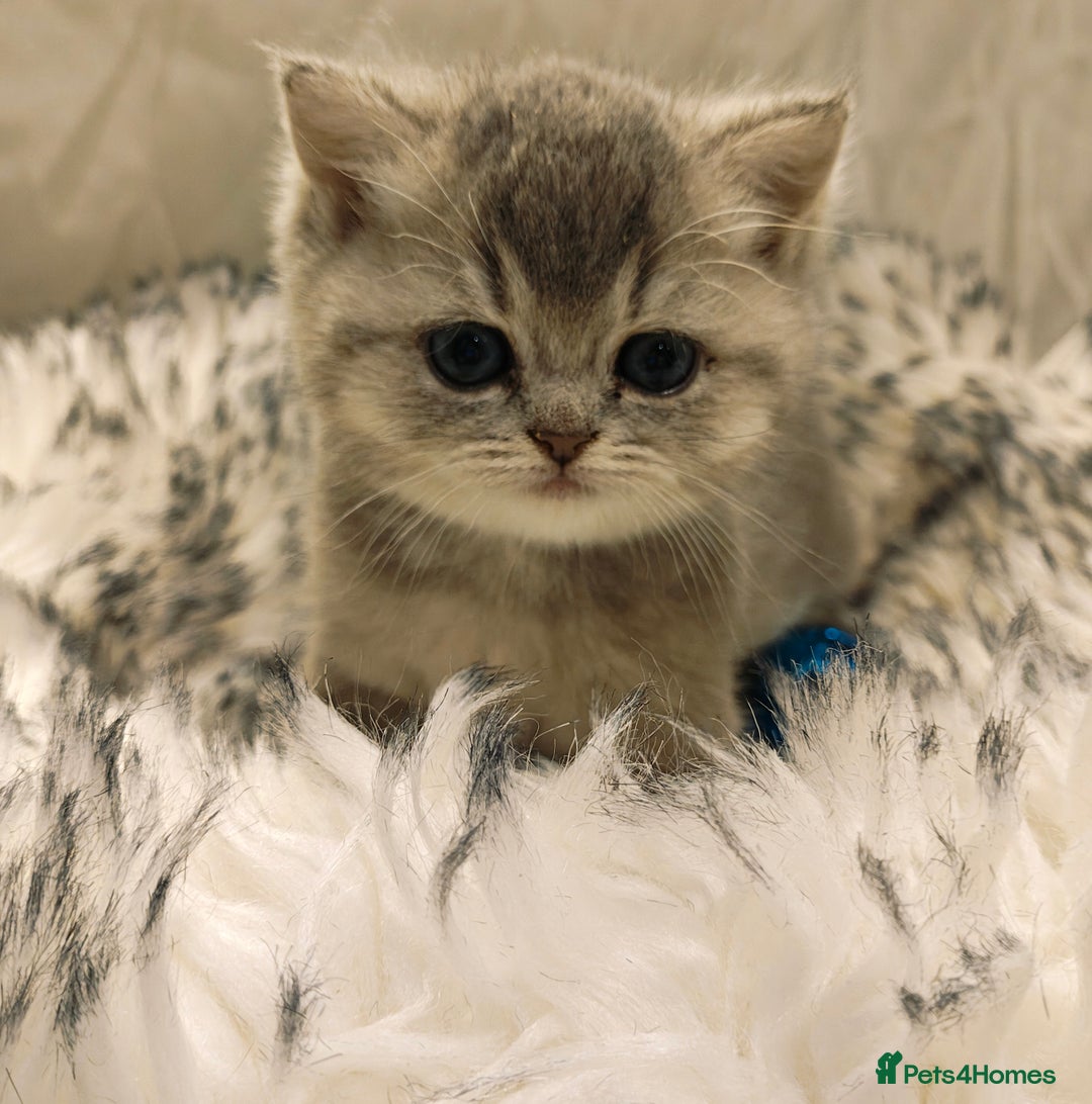 British Shorthair cats for sale: Blue, lilac, chocolate golden girls  - Advert 14