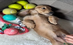 Miniature Dachshund dogs for sale: Beautiful Long-Haired Dachshund - Image 6