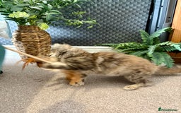 Maine Coon cats for sale: Beautiful Maine Coon Female - Advert 11