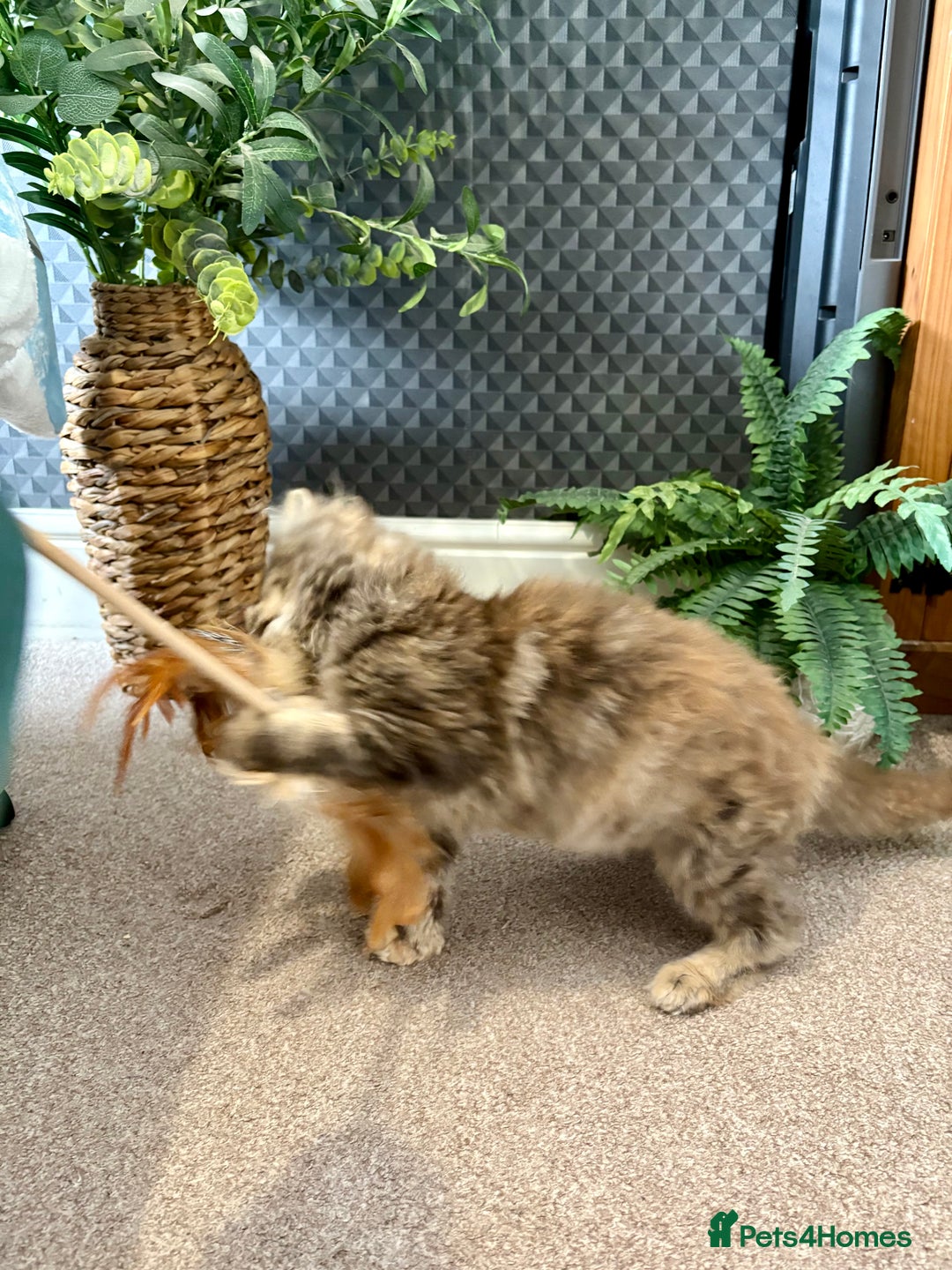 Maine Coon cats for sale: Beautiful Maine Coon Female - Advert 11