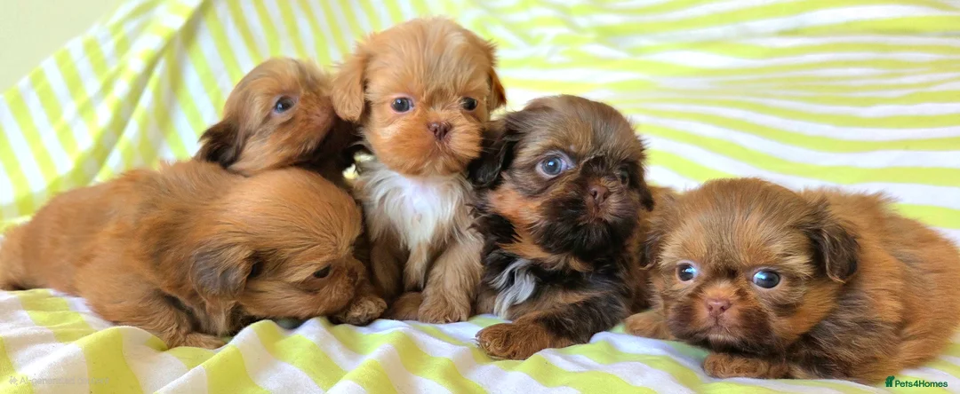 Shih Tzu dogs for sale: KC Registered Chocolate Imperial Shih Tzu Puppies - Advert 7