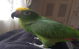 Parrots birds for sale: Amazon parrot  - Image 2