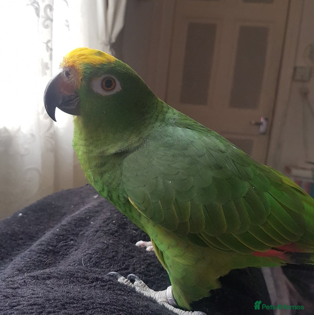 Parrots birds for sale: Amazon parrot  - Image 2