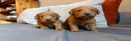 Labradoodle dogs for sale: Fox Red F1 Miniature Labradoodles  - Advert 8