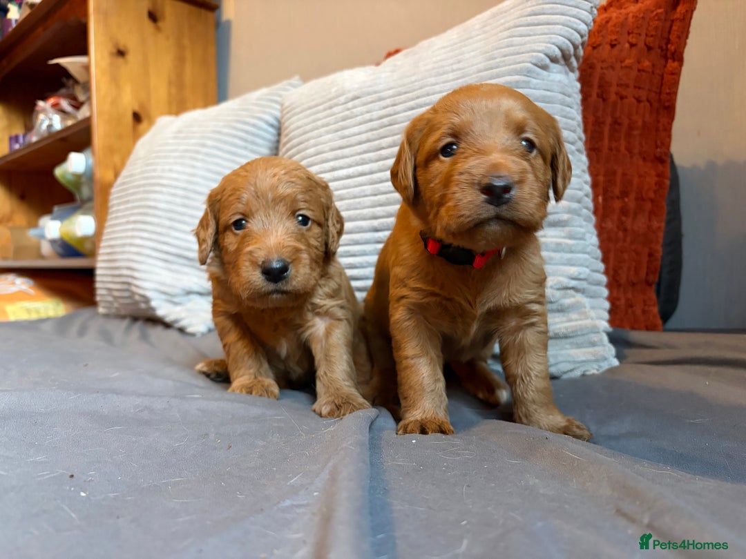 Labradoodle dogs for sale: Fox Red F1 Miniature Labradoodles  - Advert 8