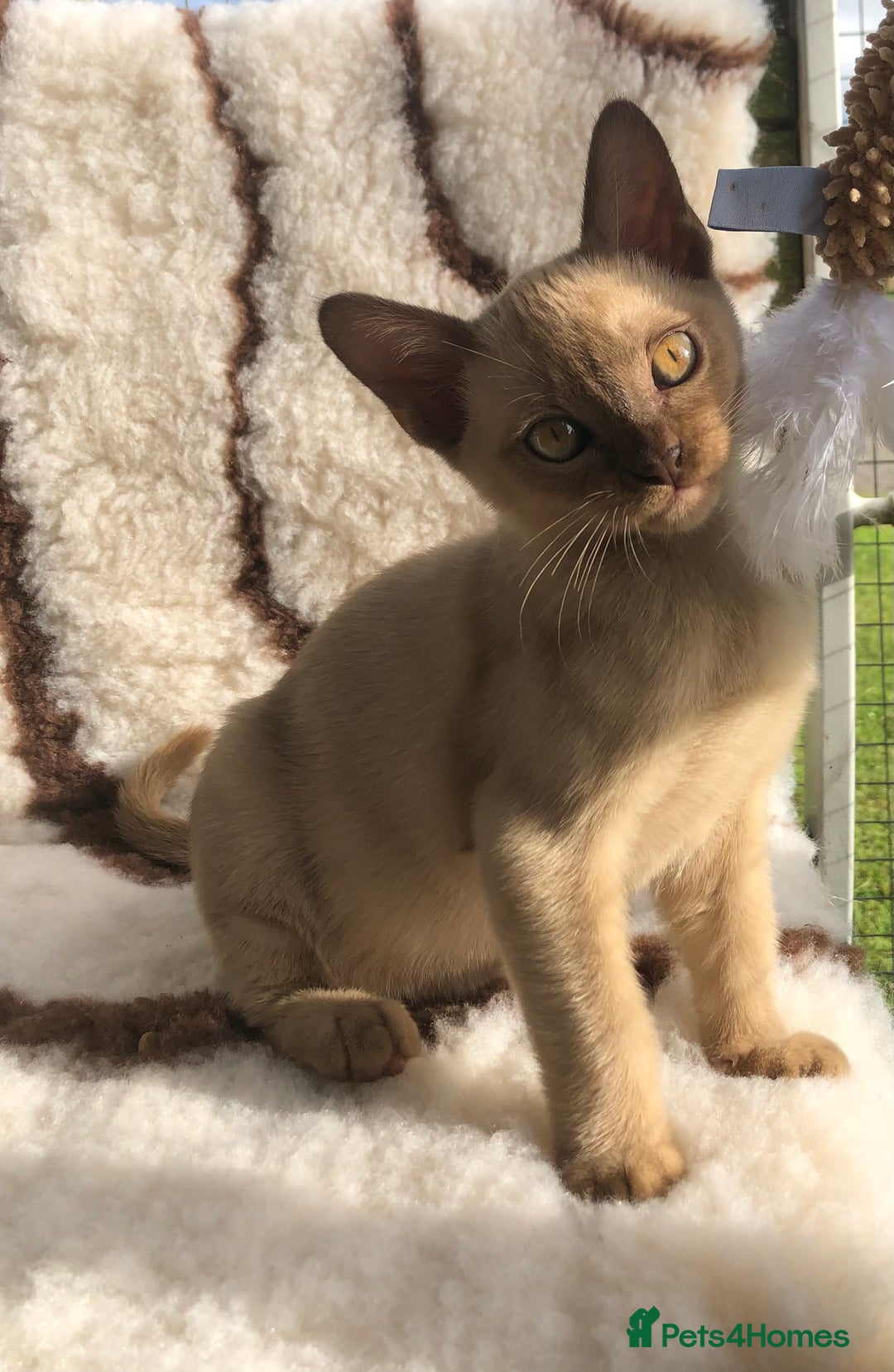 Burmese cats for sale: Beautiful chocolate boys  - Image 4