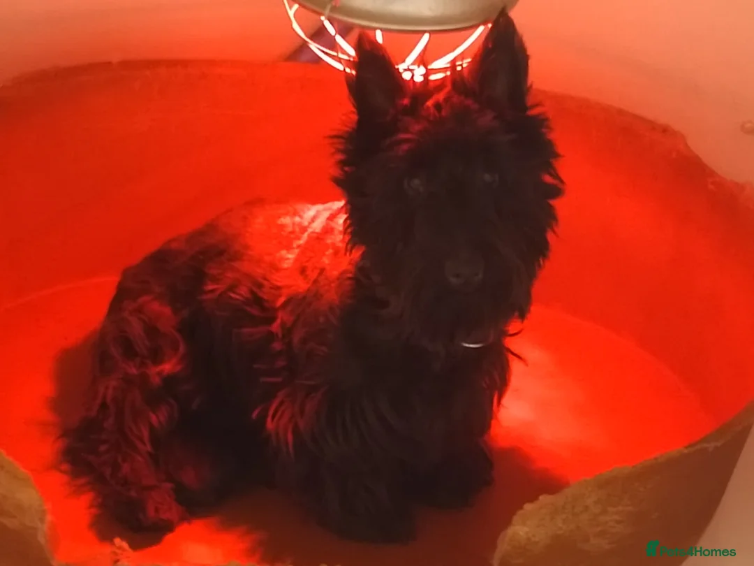 Scottish Terrier dogs for sale: Stunning scottish terrier pups - Advert 11
