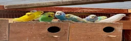Budgerigars birds for sale: Budgies , males and females available.  - Advert 10