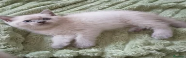 Ragdoll 1