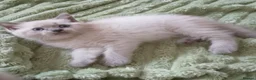 Ragdoll cats for sale: Ragdoll kittens - Advert 3
