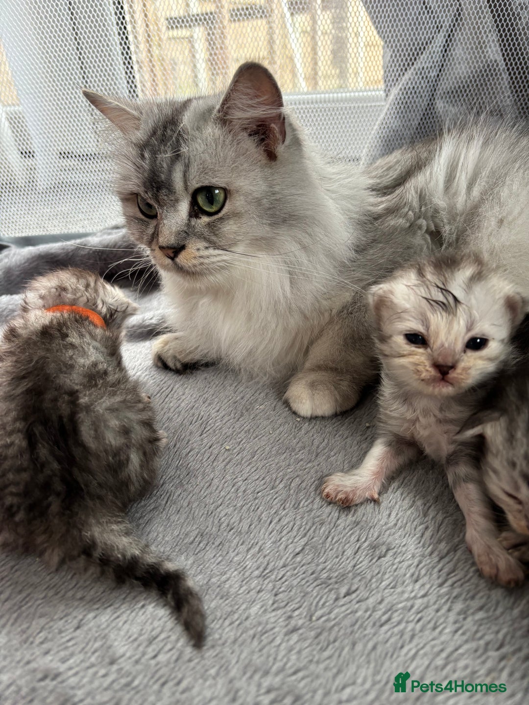 Persian cats for sale: Stunning Persian X maincoon kittens - Advert 4