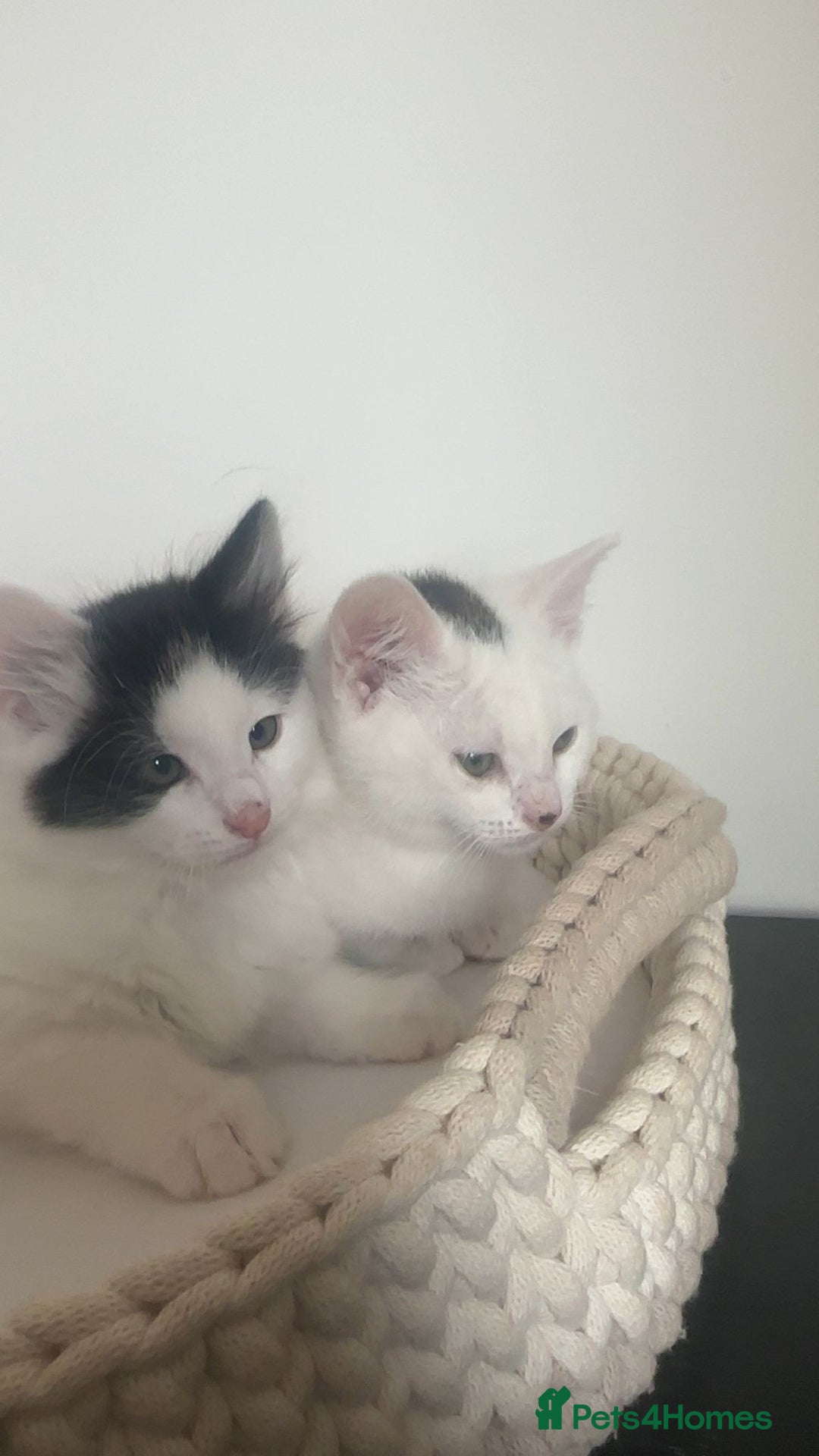 Mixed Breed cats for sale: Part Maine Coon black and white fluffy male cat - Advert 4