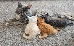 Maine Coon cats for sale: Looking for Special needs homes  - Image 8