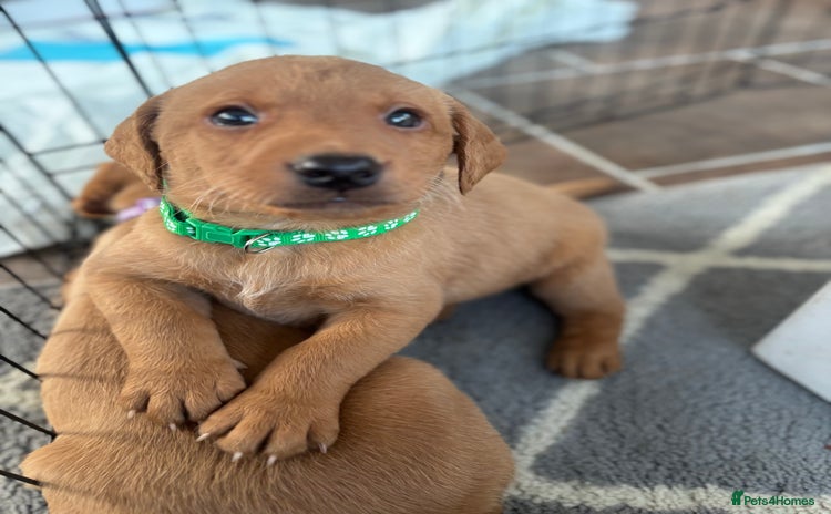 Labrador Retriever dogs Beautiful KC Fox Red Labrador Puppies - Advert 9