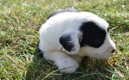 Old English Sheepdog dogs for sale: Stunning Old English Sheepdog Puppies KC Reg - Image 12