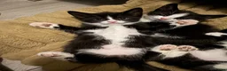 Mixed Breed cats for sale: Beautiful Mother Cat & 4 Lovely Kittens - Advert 14