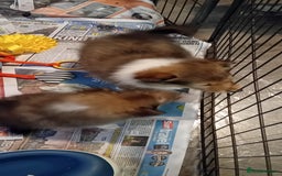 Shetland Sheepdog dogs for sale: Shetland sheepdog Shaded sable & white males - Image 2