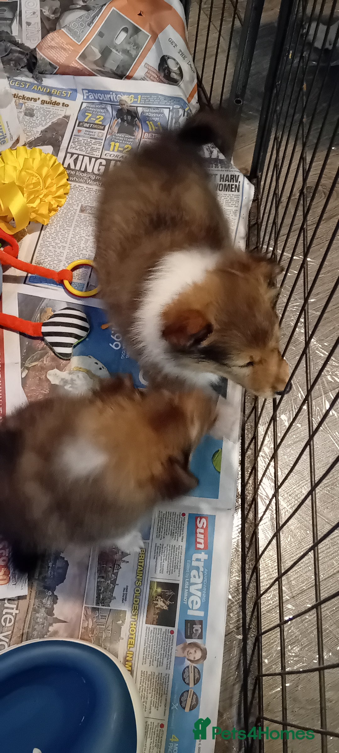 Shetland Sheepdog dogs for sale: Shetland sheepdog Shaded sable & white males - Image 2
