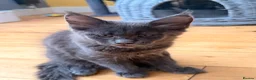 Maine Coon cats for sale: Stunning Maine Coon Kittens Available  - Advert 2