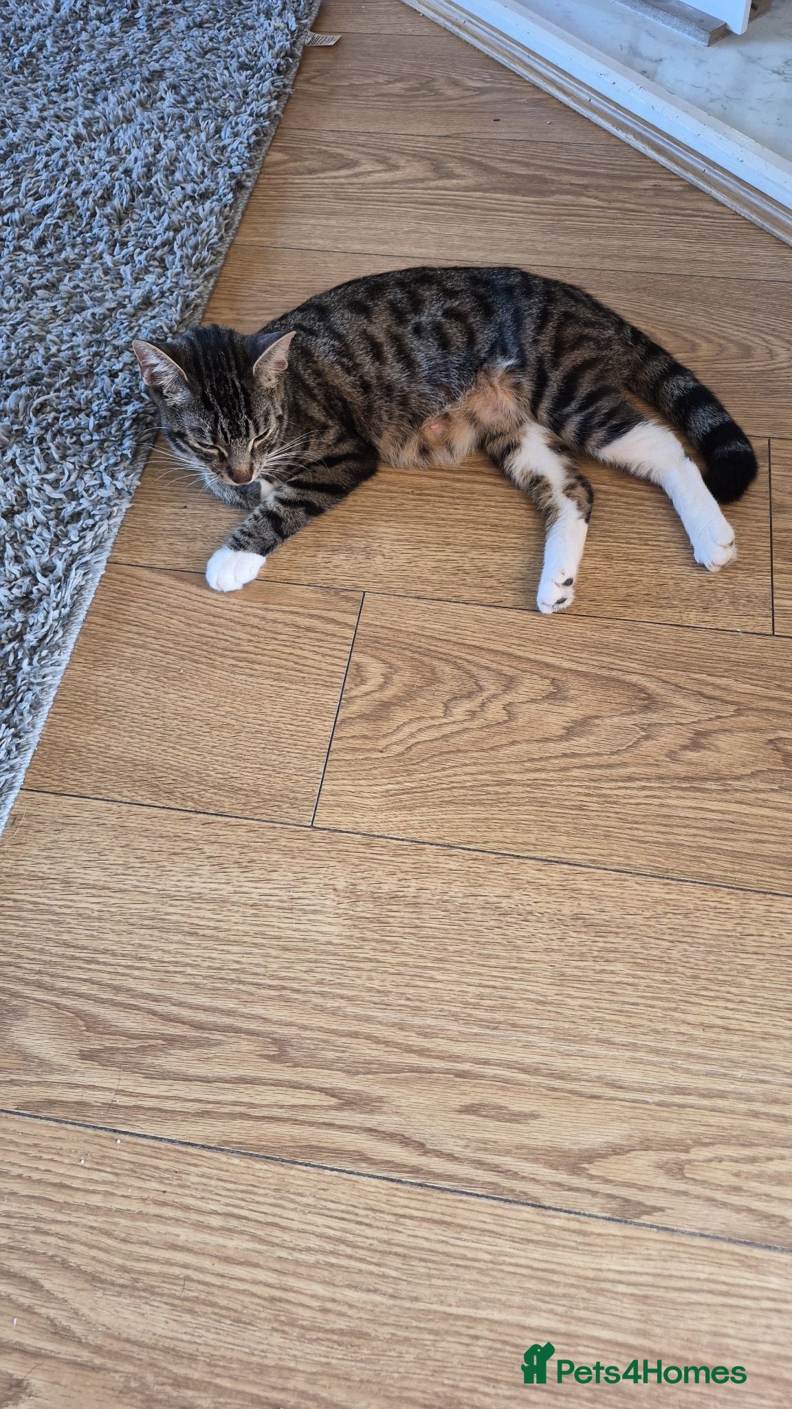Mixed Breed cats Female kitten - Advert 4