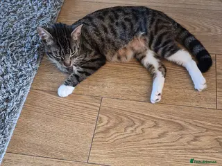 Mixed Breed cats Female kitten - Advert 1
