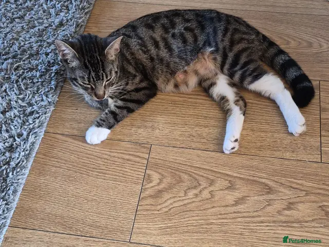 Mixed Breed cats Female kitten - Advert 18