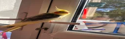 Cockatiels birds for sale: Cockateil parrot in London - Advert 1