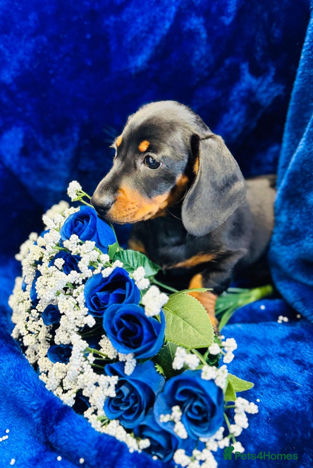 Dachshund dogs for sale: Male Dachshund 😘 xx ready for a new home  - Advert 7
